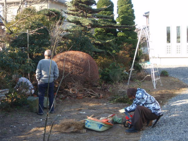 チェンソーによる伐採作業