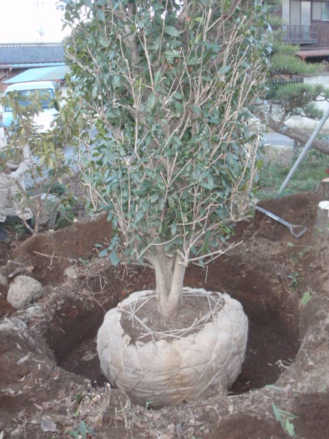 手掘りによる移植作業