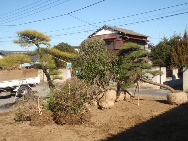 伐採後の抜根処分