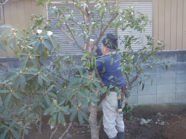 丁寧な幹巻きの養生