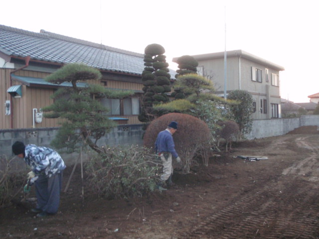 仮植された樹木
