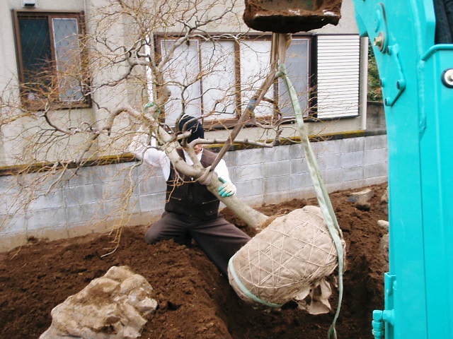 紅シダレモミジの新植