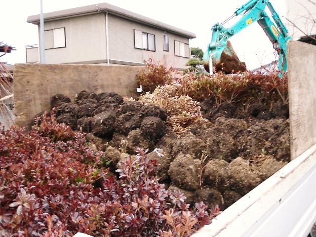 大量のサツキ苗