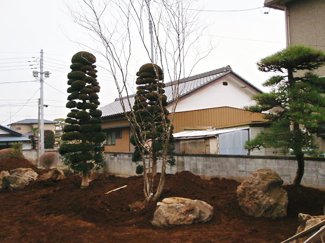 既存のチャボヒバの活用