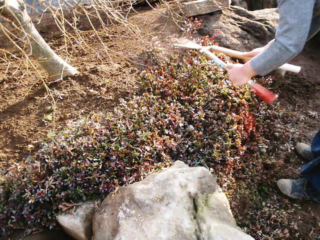 サツキの仕上げ刈り込み