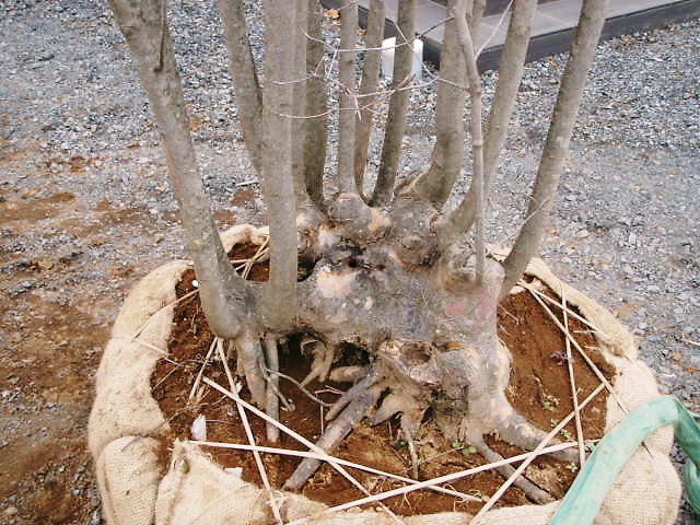 ヤマボウシの台付きの根元