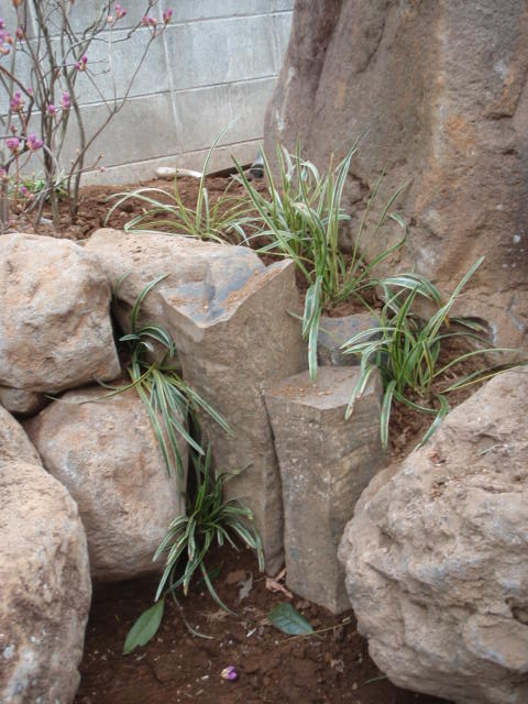 ヤブランの植栽