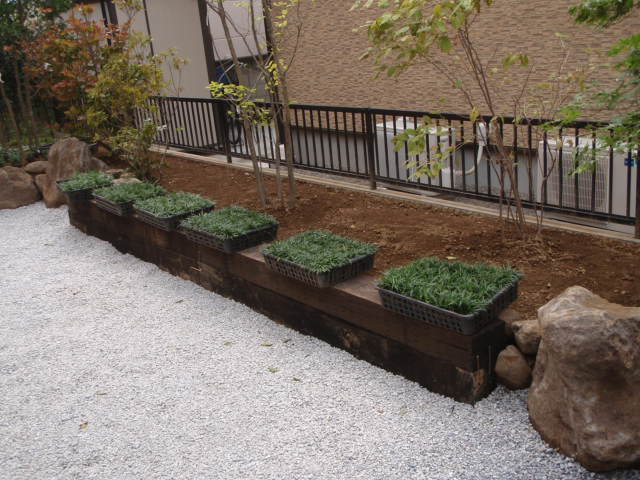 伊勢崎市T様邸 砂利の隙間に植栽されたタマリュウ