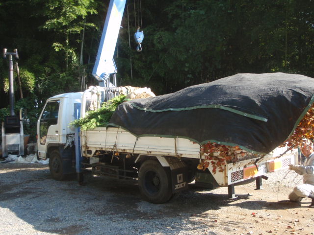 新鮮な植木の搬入