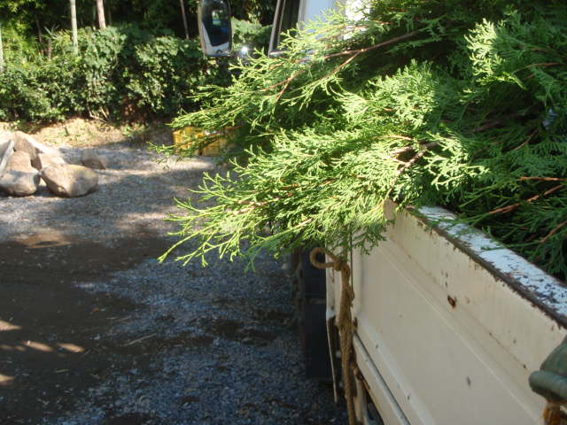 コニファーの運搬