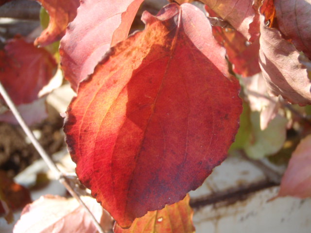 ヤマボウシの紅葉