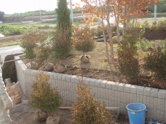 ドウダンツツジの縁取り