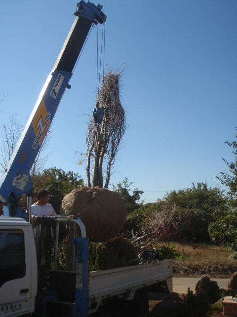 カツラの吊り上げ