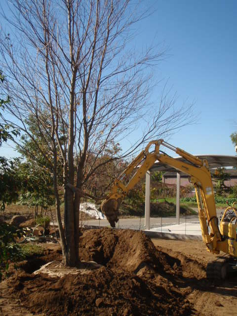 カツラ植栽完了