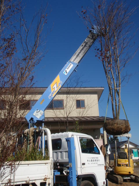 ヤマボウシの植栽